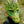 Load image into Gallery viewer, DRAGON MASK GREEN
